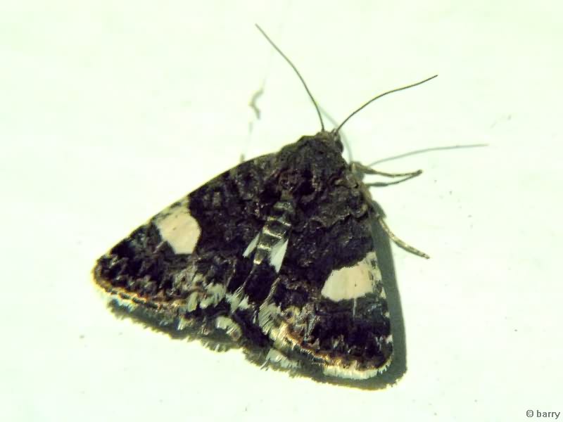 Tyta luctuosa (Denis & Schiffermuller, 1775)